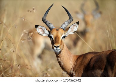 An Impala looks out of the African Bush at the Kruger National Park.