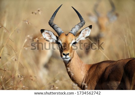 An Impala looks out of the African Bush at the Kruger National Park.