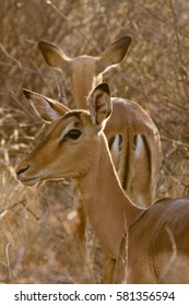 Impala, Madikwe Game Reserve