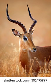 Impala male (Aepyceros melampus) portrait close-up - Kruger National park (South Africa)