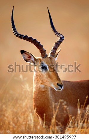 Impala male (Aepyceros melampus) portrait close-up - Kruger National park (South Africa)