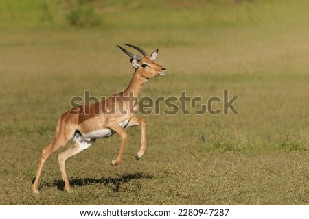 Impala male running in a Game Reserve in the Tuli Block in Botswana