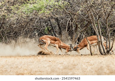 impala males antelopes fighting over mating in the african bush hiding between the trees - Powered by Shutterstock