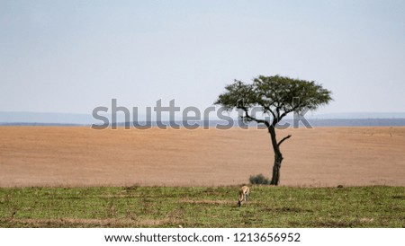 Similar – Image, Stock Photo Maasai walking in the savannah at sunset