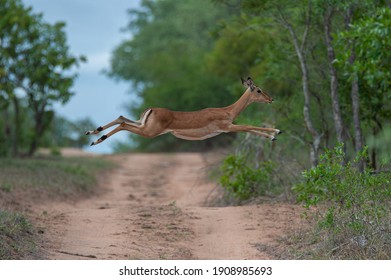 インパラ の画像 写真素材 ベクター画像 Shutterstock