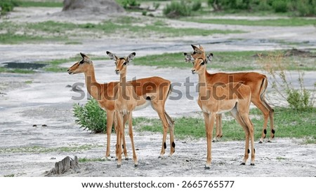 Impala in the Okavango delta Botswana