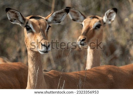 Impala posing for a photo in Pilanesberg National Park (South Africa)