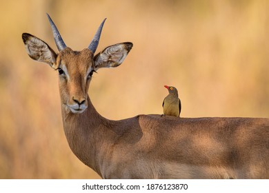 Impala and Red billed oxpecker, a symbiotic relationship