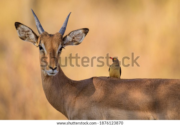 Impala\
and Red billed oxpecker, a symbiotic\
relationship