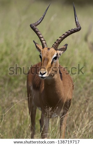 Waterbuck in Lake Samburu National Park, Kenya