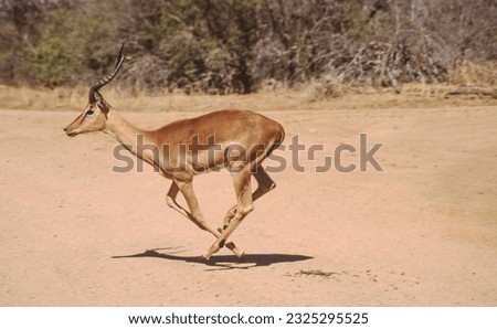 The Impala or Rooibok is a  medium-sized antelope found in eastern and southern Africa
