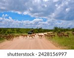 Impala in Safari: Graceful Wildlife Antelope Kruger National Park Crossing the Road