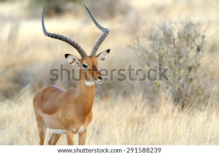 Impala in savanna. National Reserved. South Africa, Kenya
