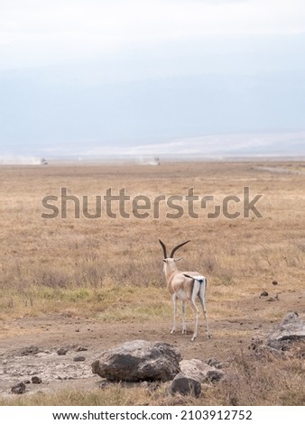 Similar – Image, Stock Photo Maasai walking in the savannah at sunset