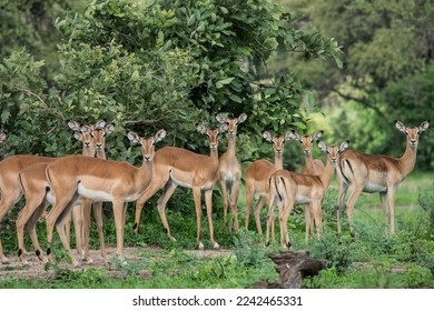 Impala South Luangwa National Park 