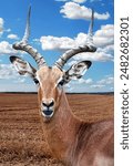 Impala is a type of antelope in Africa. Many inhabit the steppe areas in the southern part of the Sahara Desert. Impala (Aepyceros melampus) is in the genus Aepyceros, family Bovidae