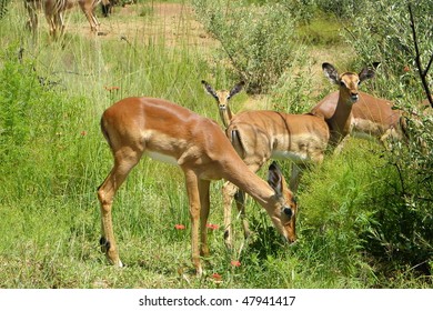 Impalas