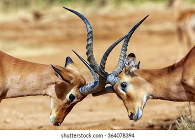 Impalas Fighting At Samburu