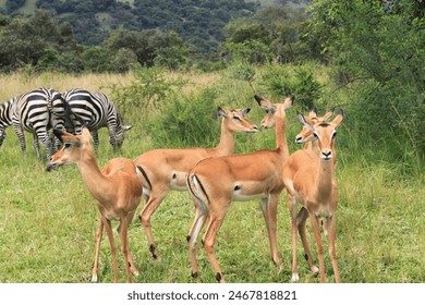 Impalas and Zebras African Safari - Powered by Shutterstock