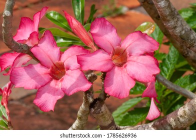 Impalla Lily (Adenium Obesum) Pink Flowers With Five Petals And A Deep Throat.