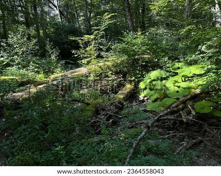 Impassable forest thickets, sunlights play on the giant leaves of the burdock