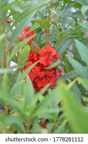 Impatiens Balsamina Commonly Known As Balsam, Touch-me-not, Snapweed Or Jewel Weed. Red Coloured Flowers On The Plant.