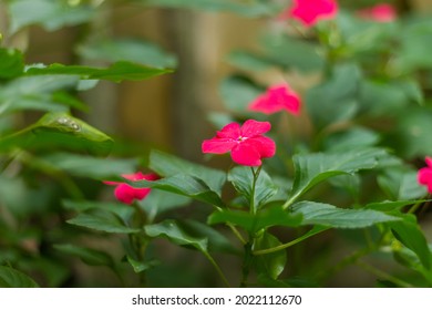Impatiens balsamina, commonly known as balsam, garden balsam, rose balsam, touch-me-not or spotted snapweed, is a species of plant native to India and Myanmar.