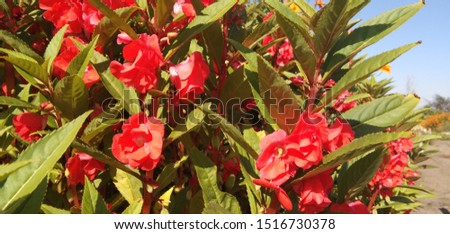 Impatiens balsamina has long pinnate leaf shape, on each side of the leaves this plant is jagged and has a pointed or pointy end and is green. This plant has a single flower and its color is red.