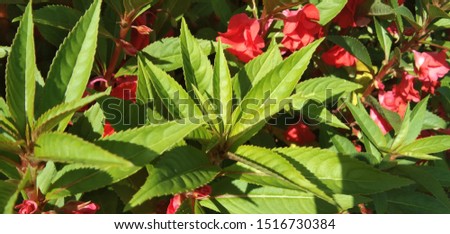 Impatiens balsamina has long pinnate leaf shape, on each side of the leaves this plant is jagged and has a pointed or pointy end and is green. This plant has a single flower and its color is red.