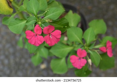 Impatiens balsamina, also known as garden balsam, garden jewel weed, rose balsam, or touch-me-nots, Pacar Cina, is colorful flowers often used as a garden divider and blooms in flowerpots. 