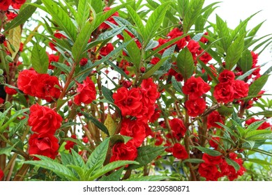 Impatiens balsamina L in a garden - Shutterstock ID 2230580871