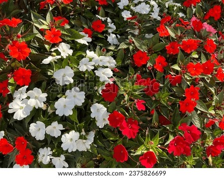 Impatiens Beacon Red White flowers.