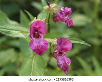 Impatiens glandulifera, impatiens flower, annual herb