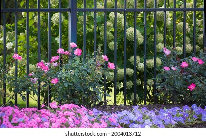 Impatiens Growing By A Rod Iron Fence.