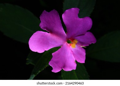 Impatiens phuluangensis , purple pink flowers .The upper petals are wavy, concave heart. The lower two petals spread wide and its native range is Thailand.