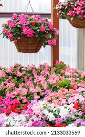 impatiens in potted, scientific name Impatiens walleriana flowers also called Balsam, flower bed of blossoms in multi-colors