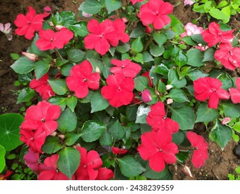 Impatiens sultanii flower. Its other names  Impatiens walleriana,  busy Lizzie and simply impatiensis. This a species of the genus Impatiens. Flower garden. - Powered by Shutterstock