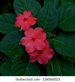 Impatiens walleriana in bloom, a species of plant belonging to the family Balsaminaceae, the flowers are pink