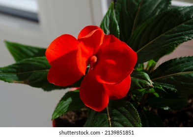 Impatiens walleriana. Red impatiens flower blossom, close up.