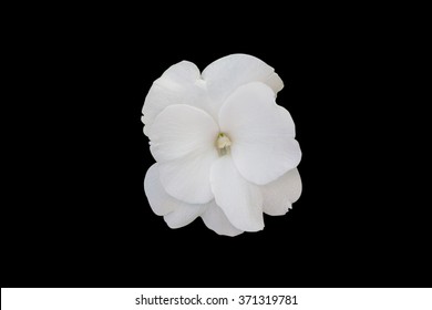 Impatiens walleriana white flower on black background.