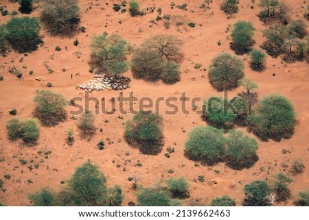 Impending climate change: Aerial view of a goat herd being driven by Maasai herdsman through the sere tribal lands in Kenya in search of edible grass
