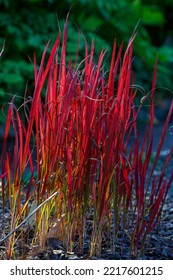 Imperata cylindrica sort Red Baron in autumn garden. A plant with bright red leaves. - Shutterstock ID 2217601215