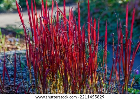 Imperata cylindrica sort Red Baron in autumn garden