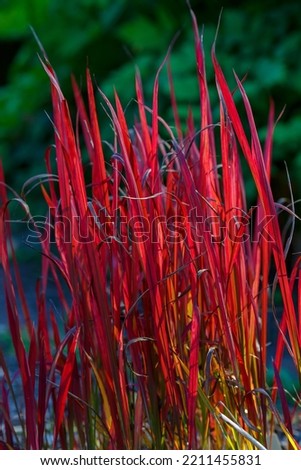 Imperata cylindrica sort Red Baron in autumn garden