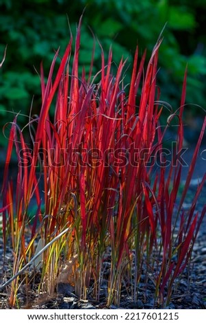 Imperata cylindrica sort Red Baron in autumn garden. A plant with bright red leaves.