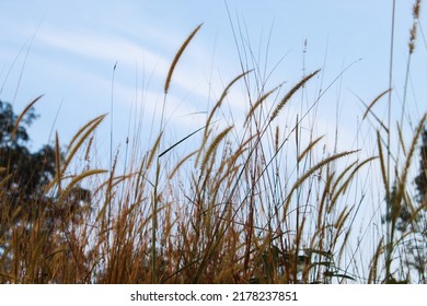 54,267 Sharp grass Images, Stock Photos & Vectors | Shutterstock