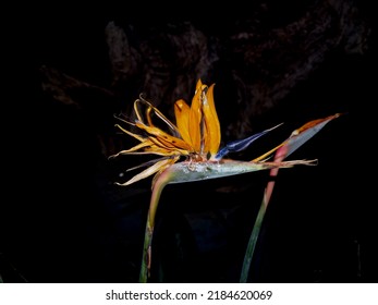 Imperfect bird of paradise flower bright orange and blue against black background