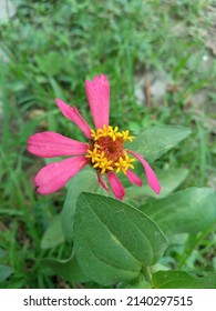 imperfect wild pink zinnia flower 