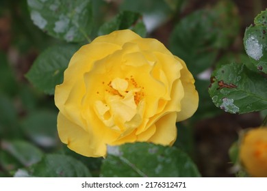 Imperfect Yellow Rose with green imperfect leaves