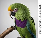 The *Imperial Amazon  known as the parrot, is a rare and vibrant parrot native to the Caribbean island of Dominica. This endangered species is renowned for